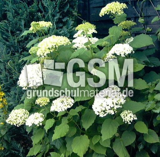 Hortensie-1.jpg